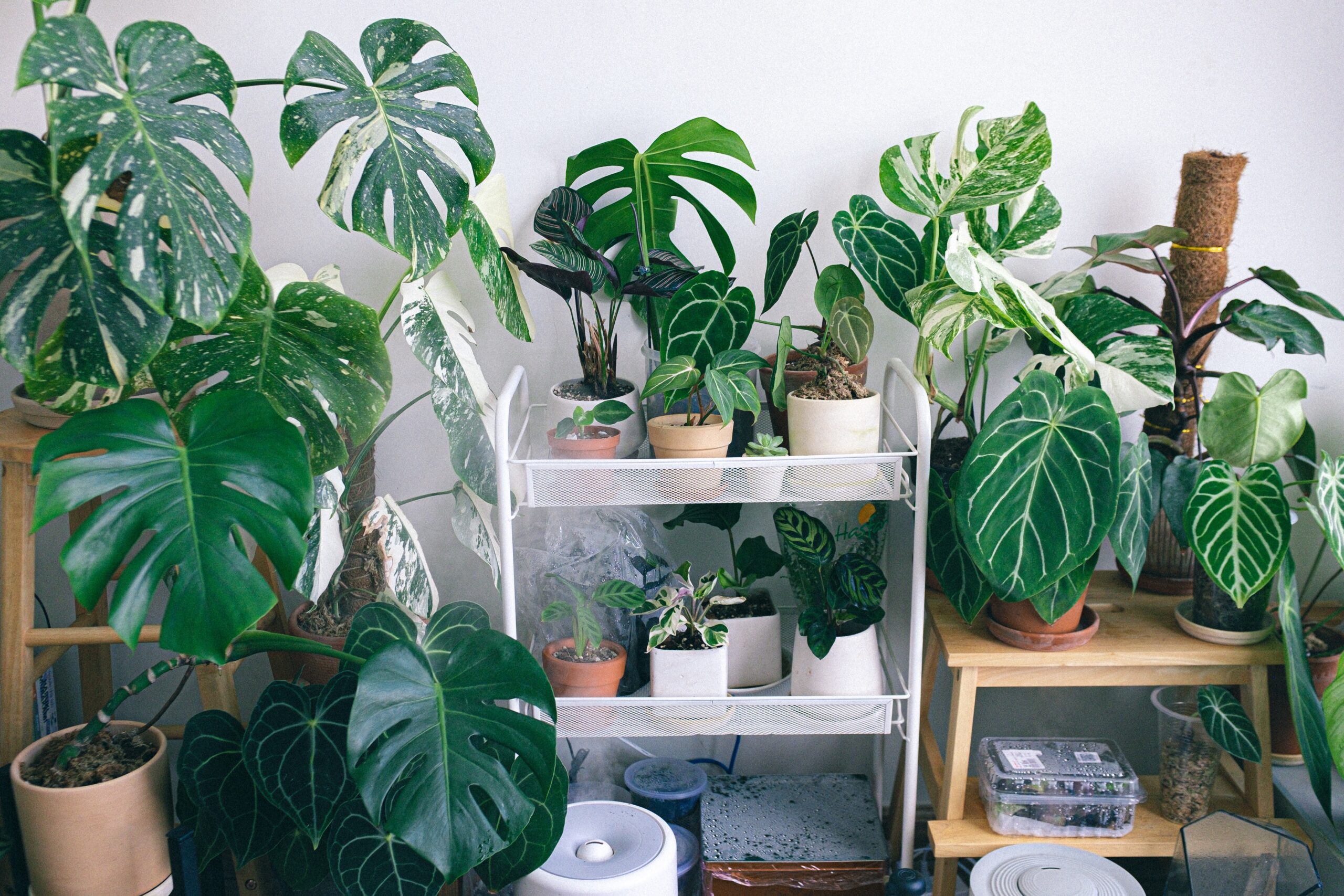 Health Benefits of Indoor Plants